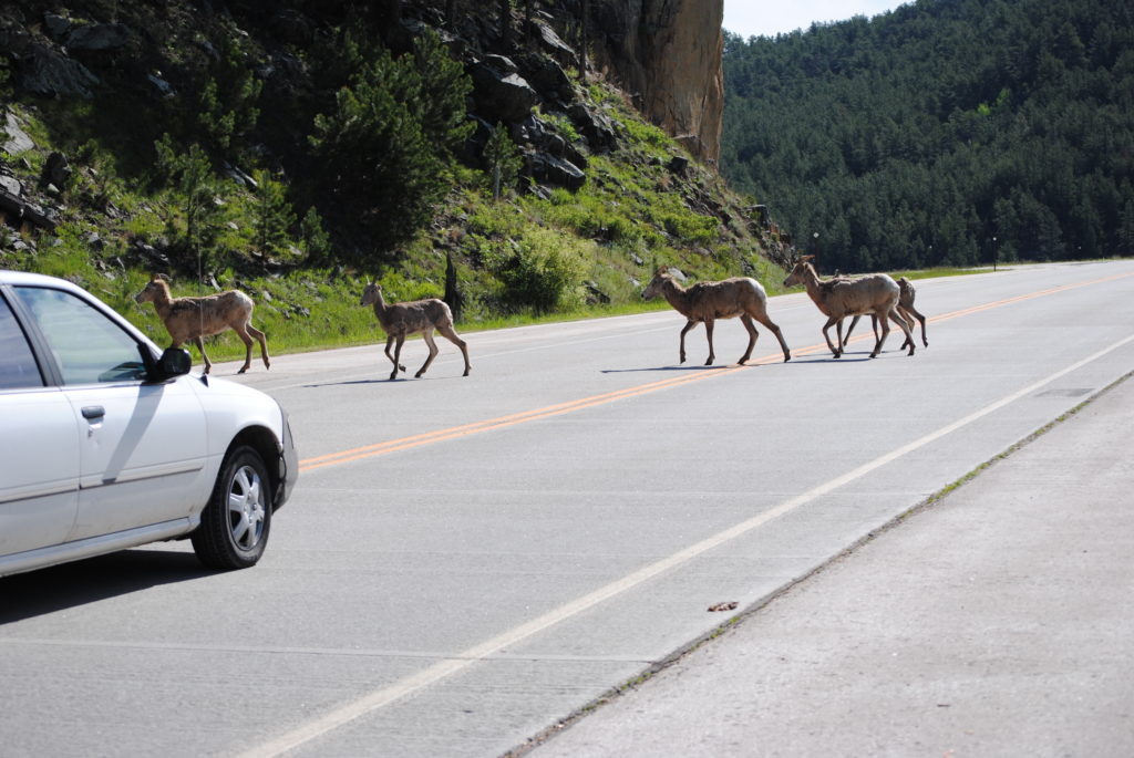 Five big horn sheep crossing a paved mountain road while a white car waits, with rocky hillsides and green forest in the background.