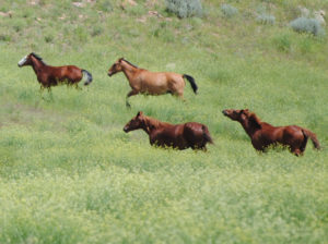 Four wild horses running across a grassy field, their manes blowing as they move together through open terrain with low shrubs in the background.