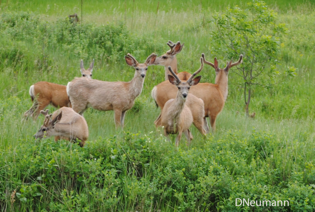 A small herd of seven deer grazing in a lush green meadow, surrounded by tall grass and shrubs, with a young tree on the right. Several deer have velvet-covered antlers, and the scene feels calm and natural.