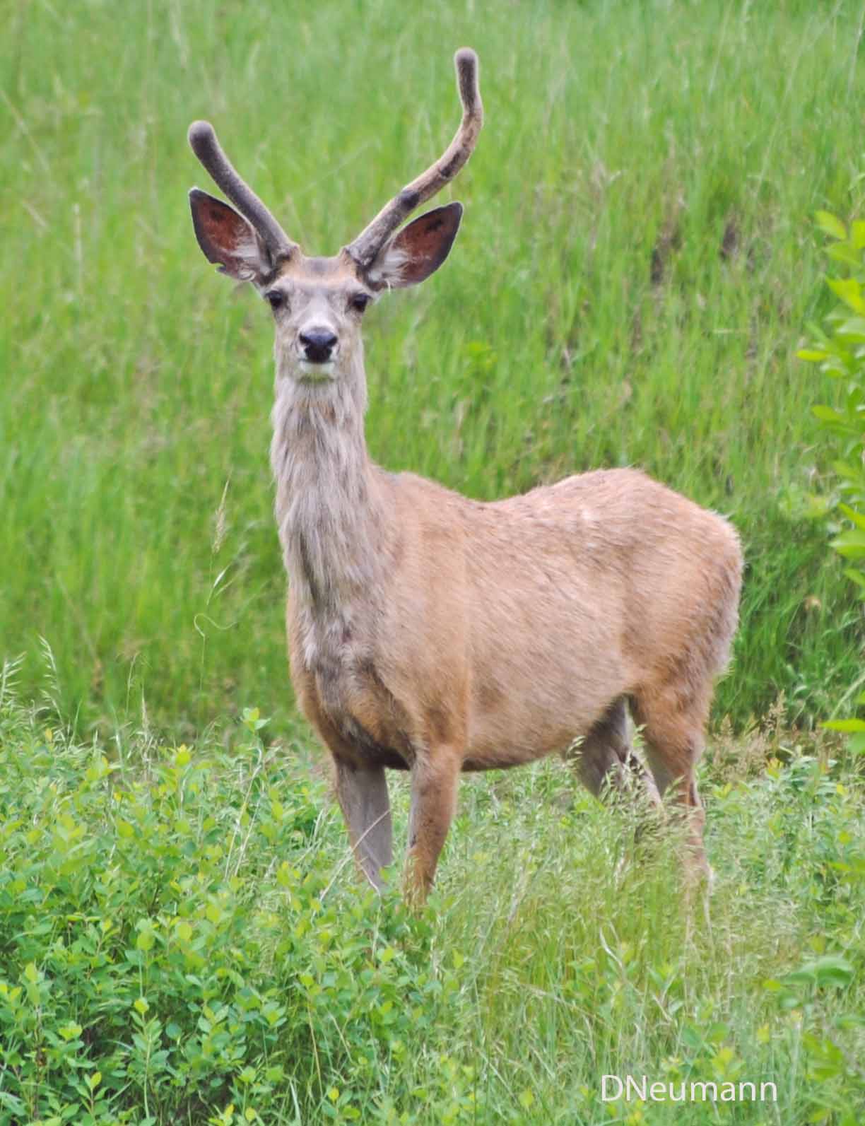 White‑tailed deer with velvet antlers standing in lush green meadow, nature photography