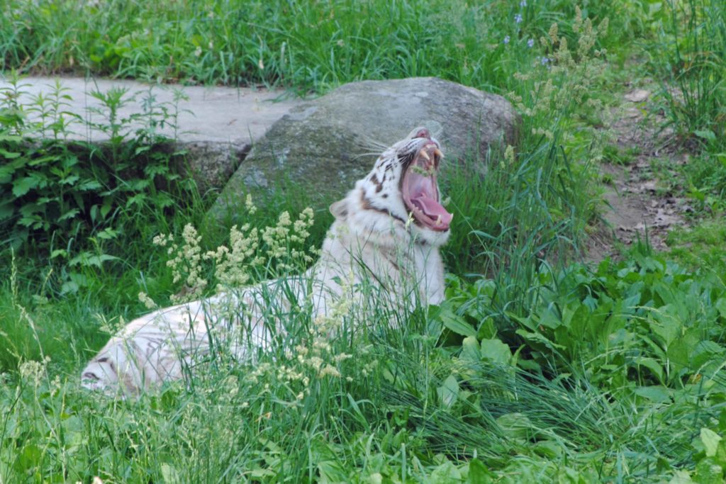 A white tiger lies on the ground surrounded by green grass and plants. Its mouth is wide open in a big yawn, showing its teeth and tongue. A large rock sits behind it, and part of a concrete surface is visible, suggesting a zoo or wildlife enclosure.