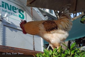 Key West Rooster expresses his displeasure