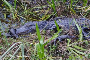 “Alligator lying in tall green grass and wet vegetation, partially hidden by plants in a marshy habitat.”