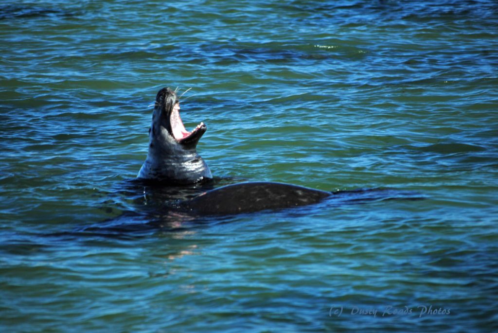 A seal lifting its head above the blue‑green water in Cape Cod Bay, mouth open in a wide yawn or call, with ripples reflecting around its partially submerged body.