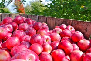 A wooden bin filled with freshly picked red apples, with green orchard trees in the background.