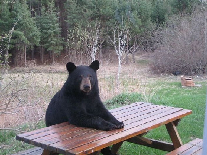   
A black bear sits at a wooden picnic table with its front legs resting on the tabletop, creating a humorous, human‑like pose in a natural outdoor setting.