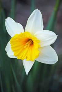 Daffodils are a sure sign spring is upon us