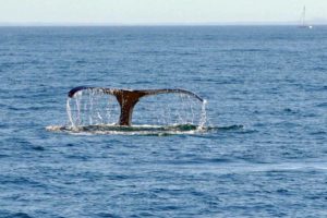 Plymouth Rock: The Legend, the Letdown, and the Lovely Town Around It
