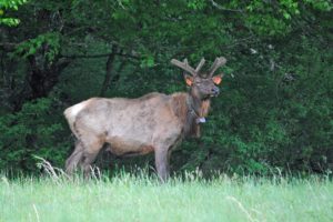 “Large elk standing on a grassy clearing at the edge of a forest, with velvet-covered antlers and dense green foliage in the background.”