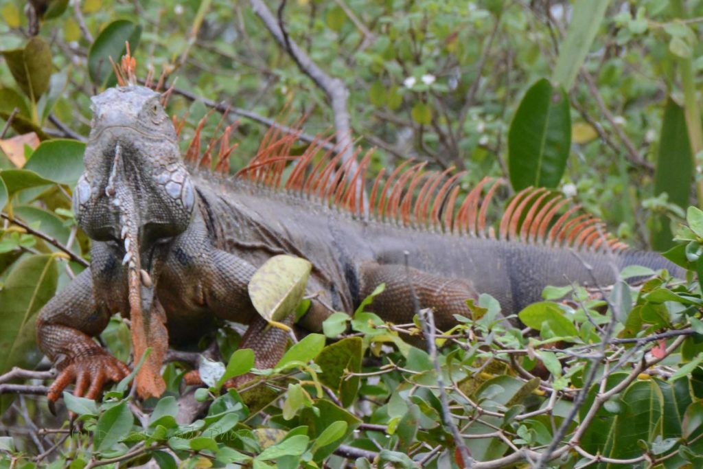 Large iguana with bright orange spines resting in dense green foliage, gripping branches with its claws.”