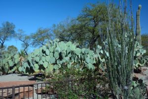 Desert garden scene with prickly pear cactus, tall ocotillo stems, and desert trees under a clear blue sky.