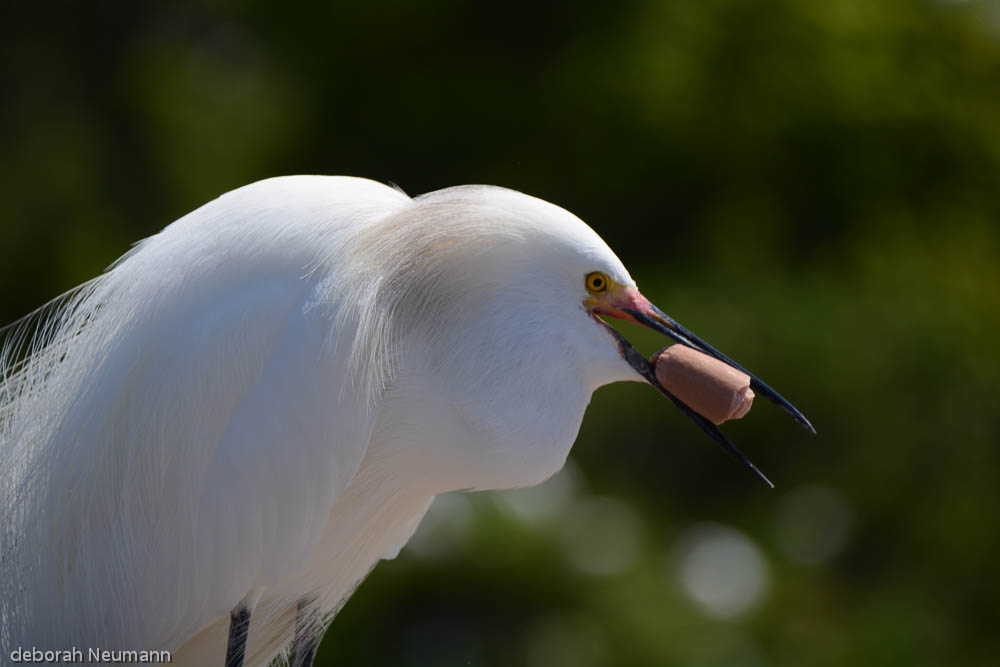 A great egret snatches a bit of hot dog, its yellow eye bright against the blurred green marsh.