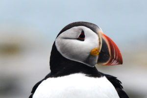   
A close-up portrait of an Atlantic puffin, its bright orange-and-red beak and black-and-white plumage sharply detailed against a softly blurred background.