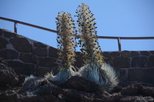  
“Two tall flowering stalks with clusters of small blossoms rising from spiky silver-green leaves, growing among dark rocks with a stone wall and railing in the background under a clear blue sky.”