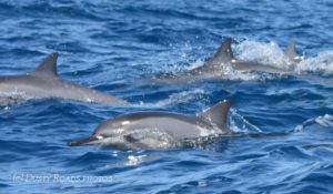 Dolphins swimming together at the ocean surface with their dorsal fins visible above the water.