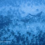 The untouched eagle ray photo showing the quiet underwater moment before enhancement.