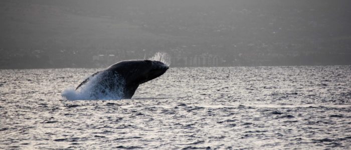 Breaching baby Humpback