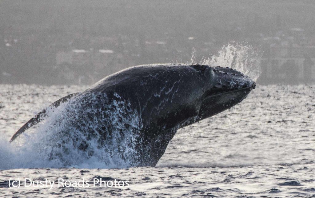 Breaching Humpback Calf