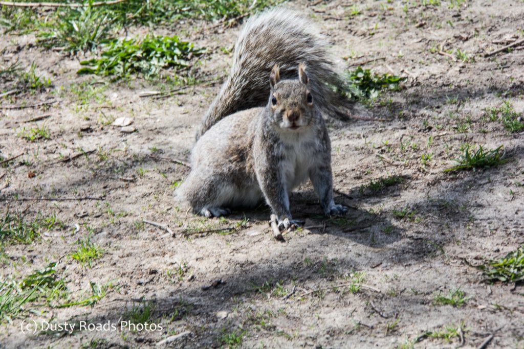 gray squirrel