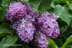 Lilacs are the flowers of Mother's Day always blloming around mid May
