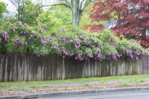 Lilac's drape over a fence in Taunton MA as spring breaks into full bloom