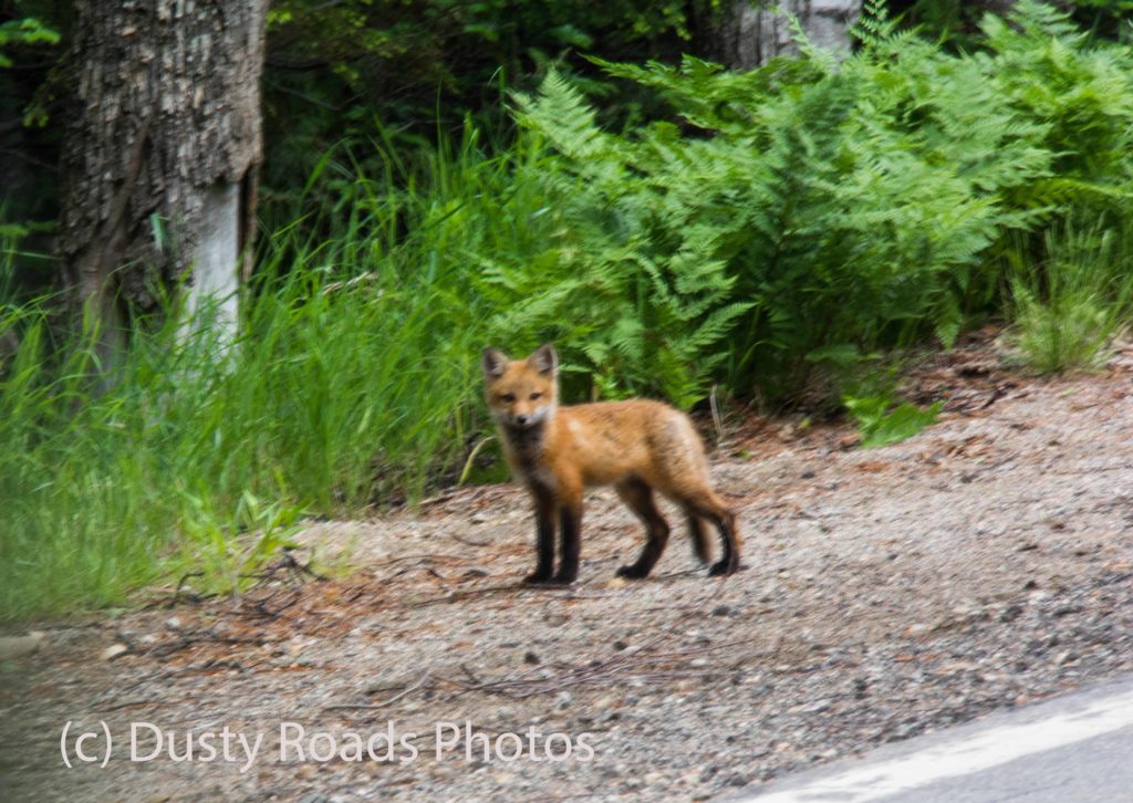 Red fox baby on Monday