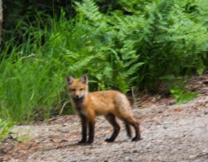 Red fox baby on Monday