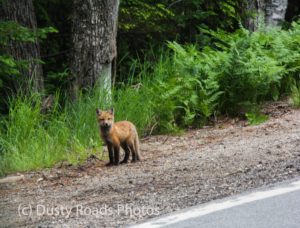 Red fox kit Monday afternoon
