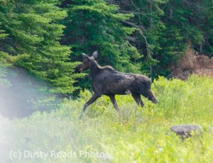 A Moose heading for the trees