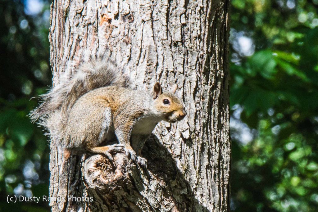 Squirrel in a tree