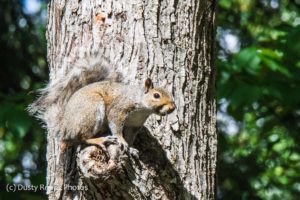 A gray squirrel clings to the side of a tree trunk, its bushy tail arched behind it. The squirrel faces to the right, alert and wide‑eyed, with textured bark and soft green foliage in the sunlit background.