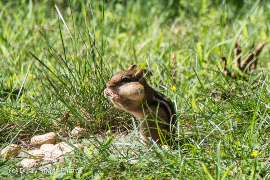 Chipmunk with stuffed cheeks