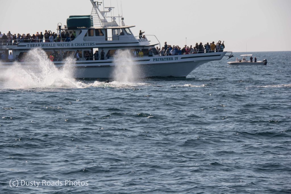 Whale‑watching tour boat with humpback whales surfacing beside the vessel as passengers watch and photograph the marine wildlife.