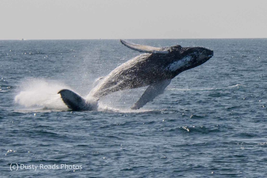 Breaching Whale