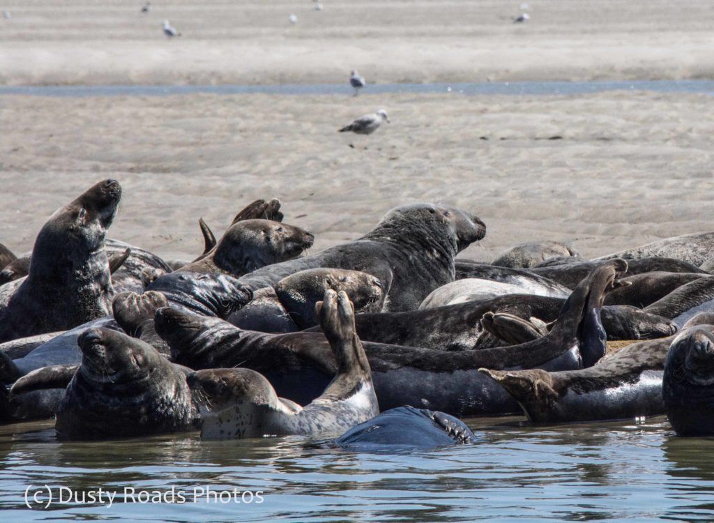 Pile of seals