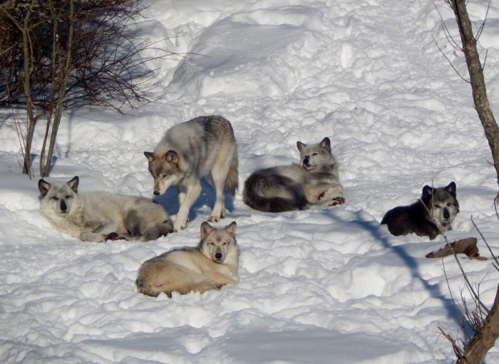 A group of five gray wolves resting together on a snowy forest clearing, with one wolf standing while the others lie in the snow.