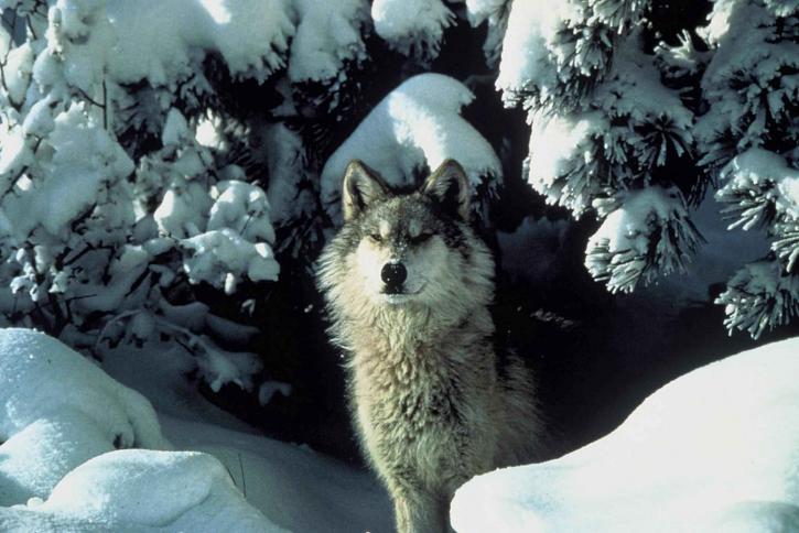 endangered gray wolf