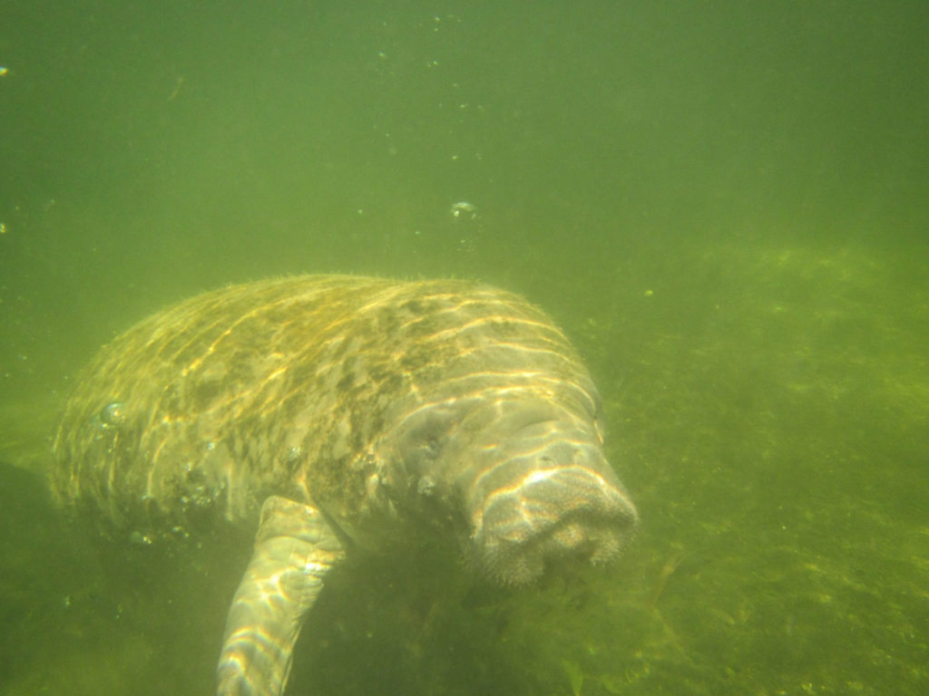 Manatee in the Wild