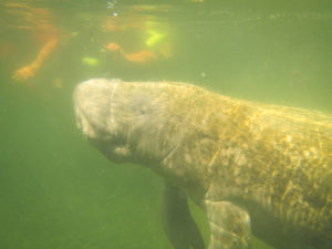 Manatee