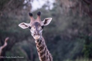 Giraffe
