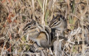 Wyoming Chipmunk