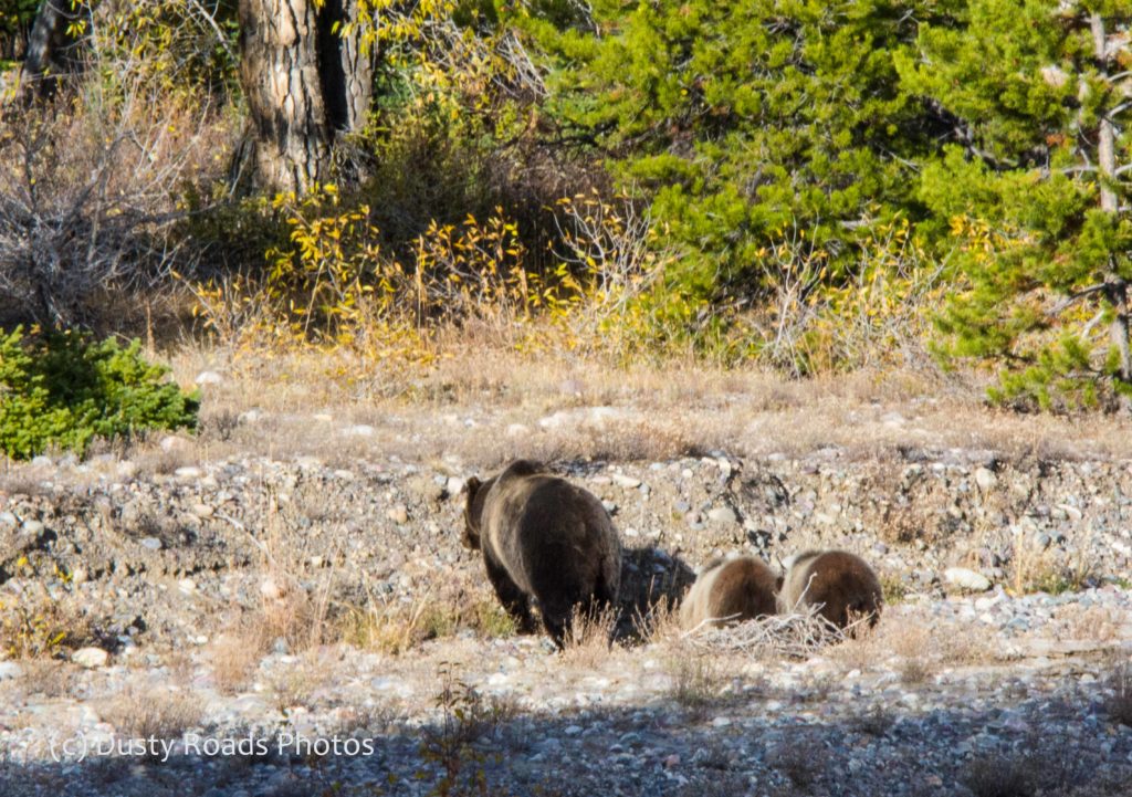 3 bears out for a stroll