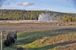 Bison