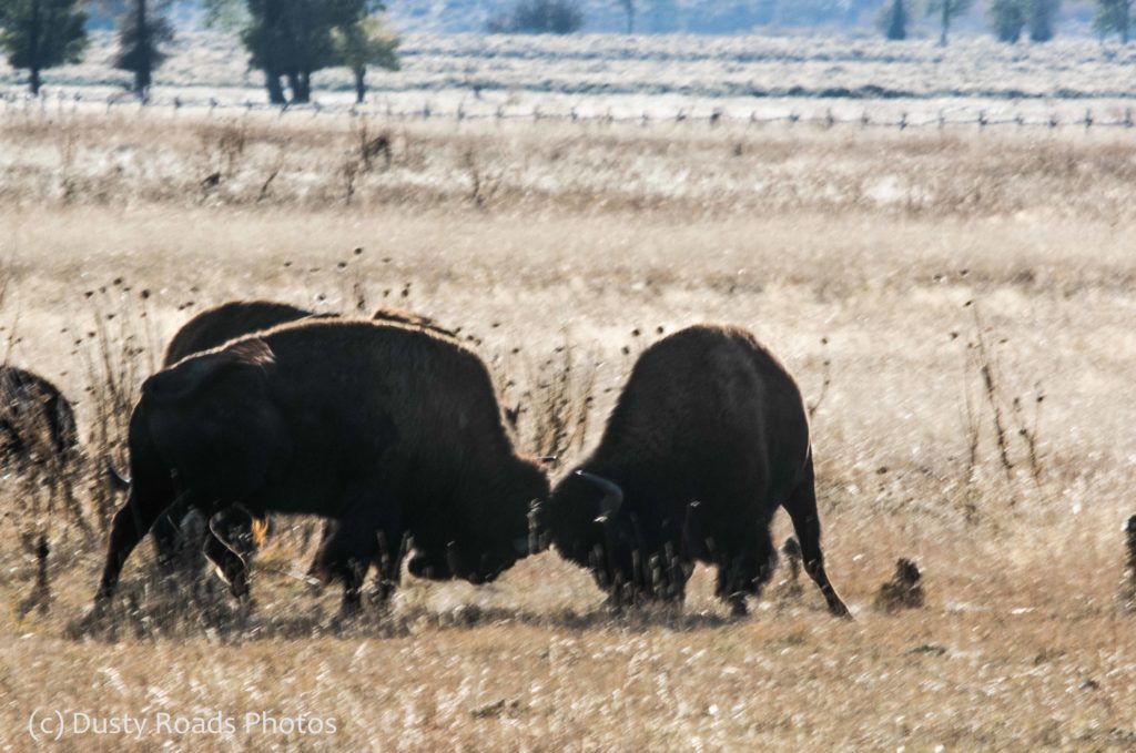 Two American bison lock horns in a grassy field during a head‑to‑head clash, their massive bodies braced in a show of strength. Morning light casts a warm glow across the dry grass, while other bison graze quietly in the background near a distant fence line.