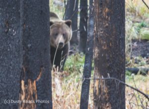 Approaching Grizzly