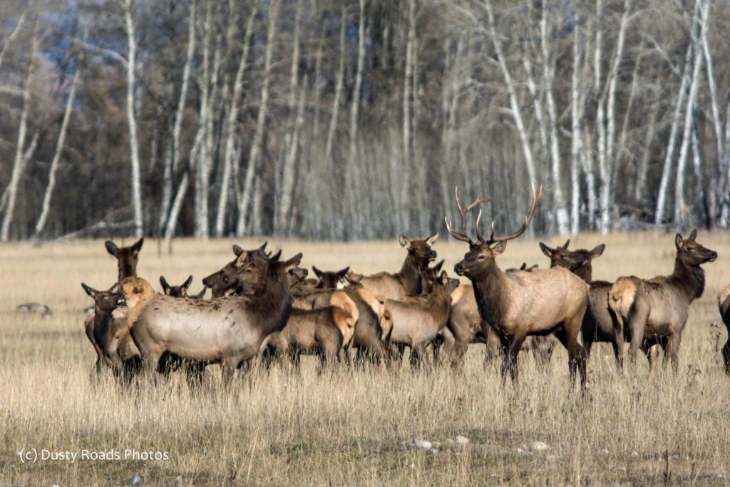  A herd of elk standing in a grassy field, with a large bull elk in the center and leafless trees in the background.