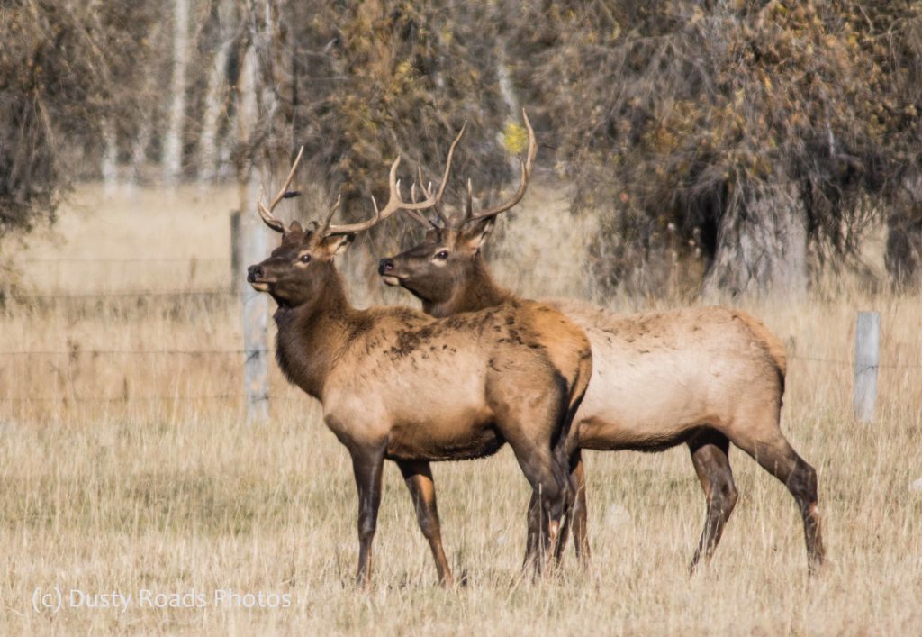 A pair of Bull elk