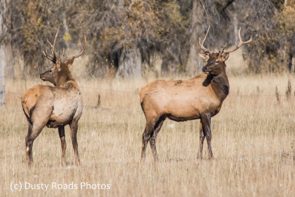 Two bull elk standing in a grassy field with trees behind them, representing the wildlife now using Colorado’s new overpass.”