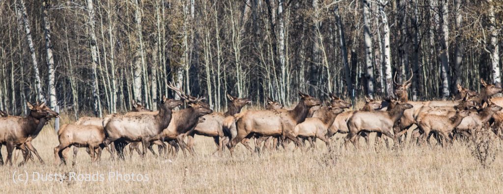 Elk Migration