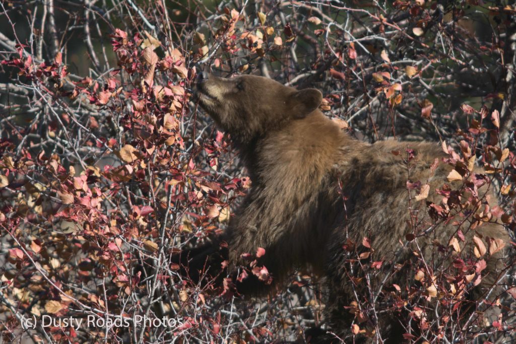 Bear Up a tree